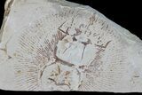 Partial, Cretaceous Ray (Cyclobatis) Pos/Neg - Hakel, Lebanon #173153-3